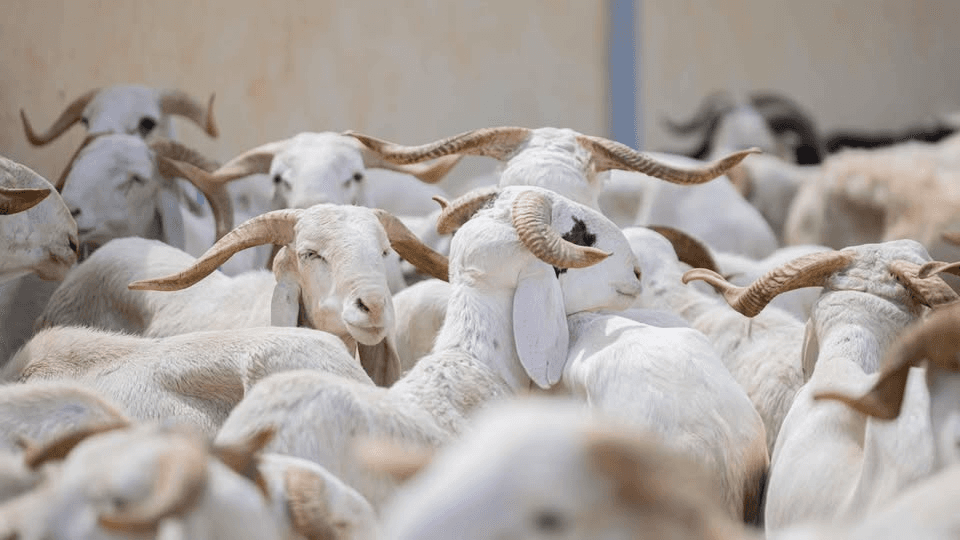 Illustration — Tabaski 2026 : le mouton qui ruine des millions d'Africains, de Dakar à Bamako, l'endettement au nom de la tradition