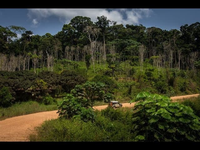 Illustration — Côte d'Ivoire : lancement de la campagne CRFC à Bébasso, 632 hectares à replanter pour viser 20 % de couvert forestier d'ici 2030