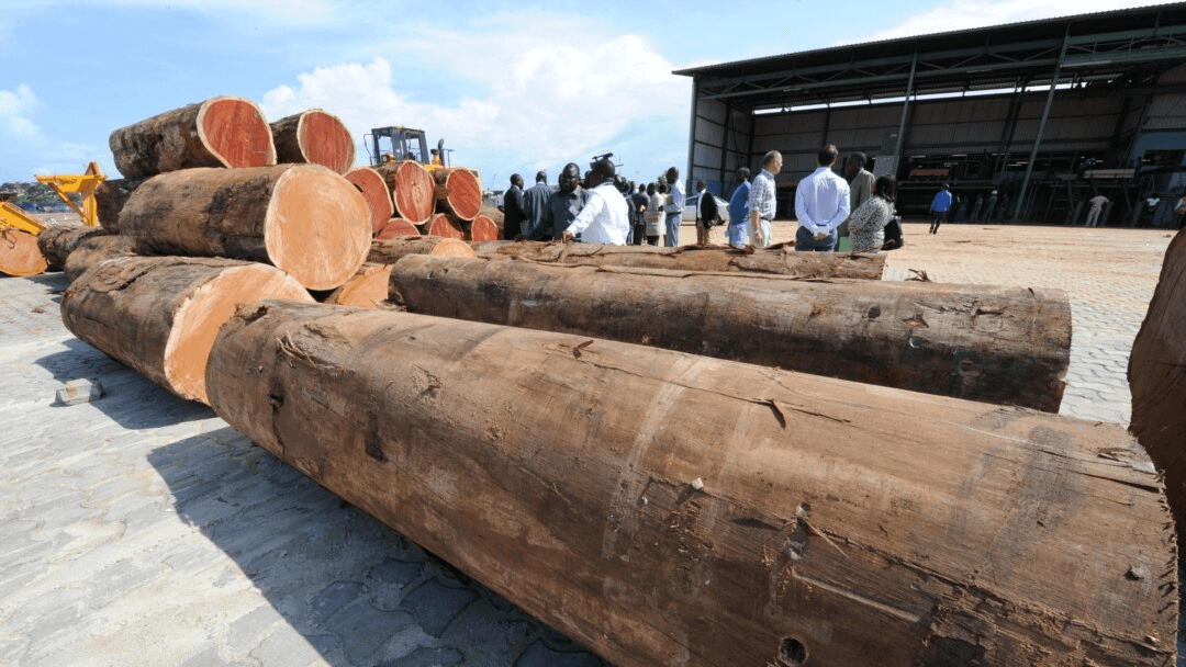 Illustration — Gabon : la révolution forestière d'Oligui Nguema, transformer le bois avant de l'exporter, le pari industriel qui change la donne en Afrique centrale