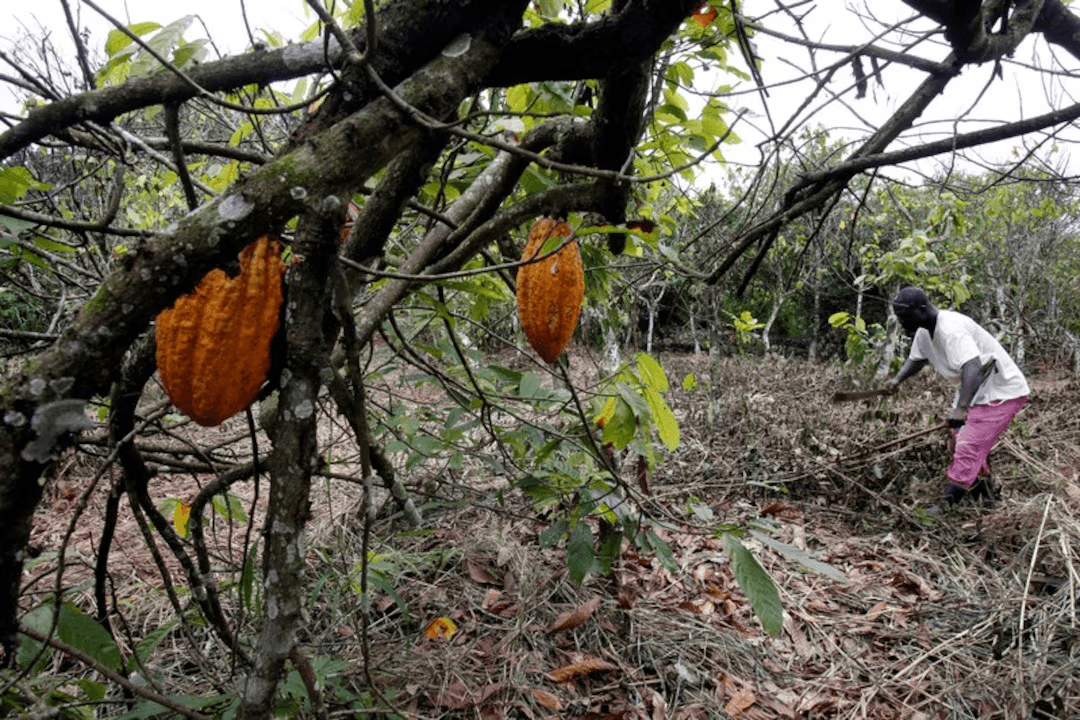 Illustration — CI-Ghana : le virus swollen shoot menace 60% du cacao mondial, la plus grande bataille agricole d'Afrique