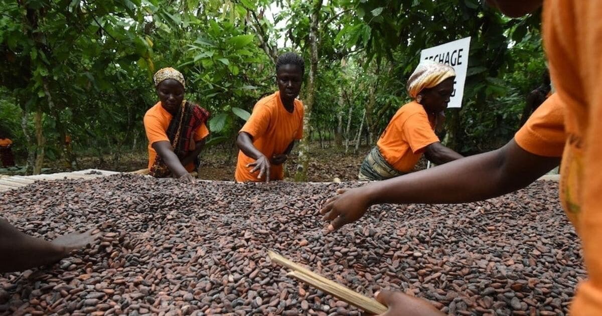 Illustration — Cacao : Abidjan acte l'harmonisation des prix CI-Ghana et invite le Nigeria et le Cameroun, parler d'une seule voix
