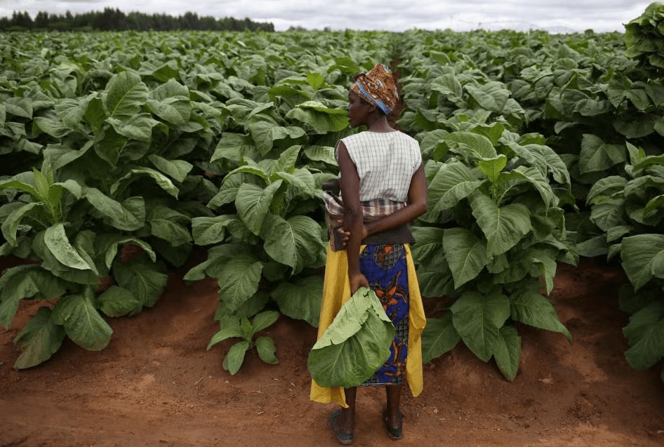 Illustration — Zimbabwe : la production de tabac atteint des niveaux records en 2026, le continent retrouve une culture qui divise autant qu'elle fait vivre