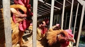 Illustration — Grippe aviaire H5N1 : le Nigeria, le Sénégal et la Côte d'Ivoire en alerte, 95 000 volailles mortes à Koun-Fao